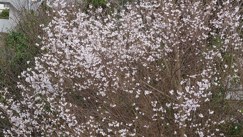 コヒガンザクラの花 横浜市旭区今川町