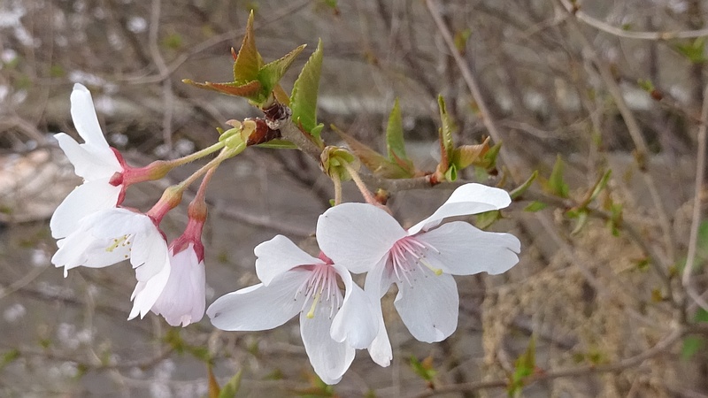 コヒガンザクラの花 横浜市旭区今川町