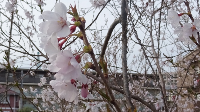 コヒガンザクラの花 横浜市旭区今川町