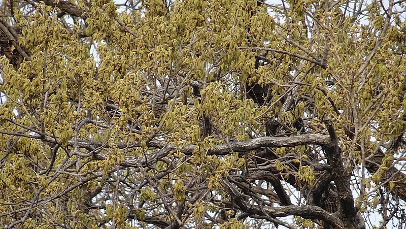 コナラの花 横浜市旭区鶴ヶ峰鎧の渡し緑道