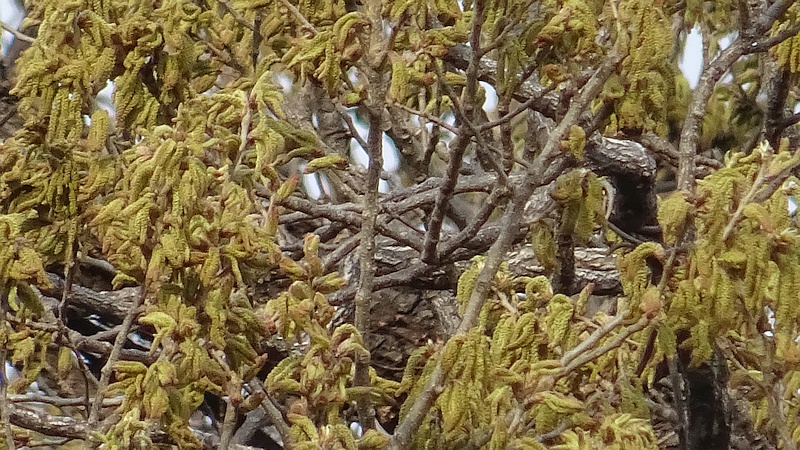 コナラの花 横浜市旭区鶴ヶ峰鎧の渡し緑道