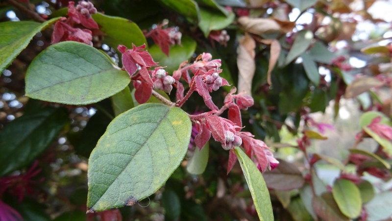 アカバナトキワマンサクの蕾 横浜市旭区鶴ヶ峰鎧の渡し緑道