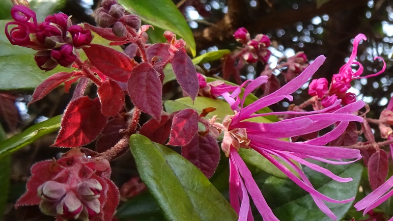 アカバナトキワマンサクの花 横浜市旭区鶴ヶ峰鎧の渡し緑道