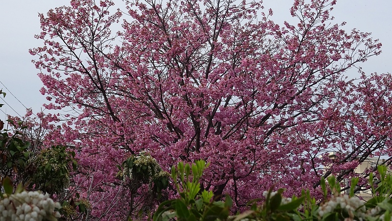 ヨウコウザクラの花 横浜市旭区鶴ヶ峰鎧の渡し緑道