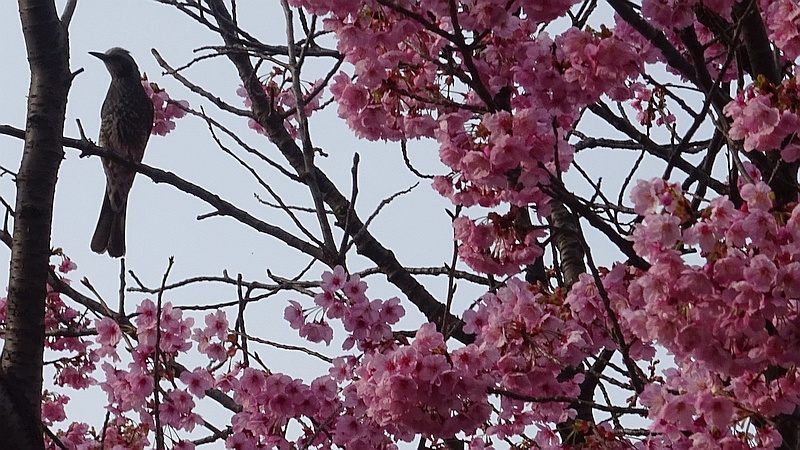 ヨウコウザクラの花とヒヨドリ 横浜市旭区鶴ヶ峰鎧の渡し緑道