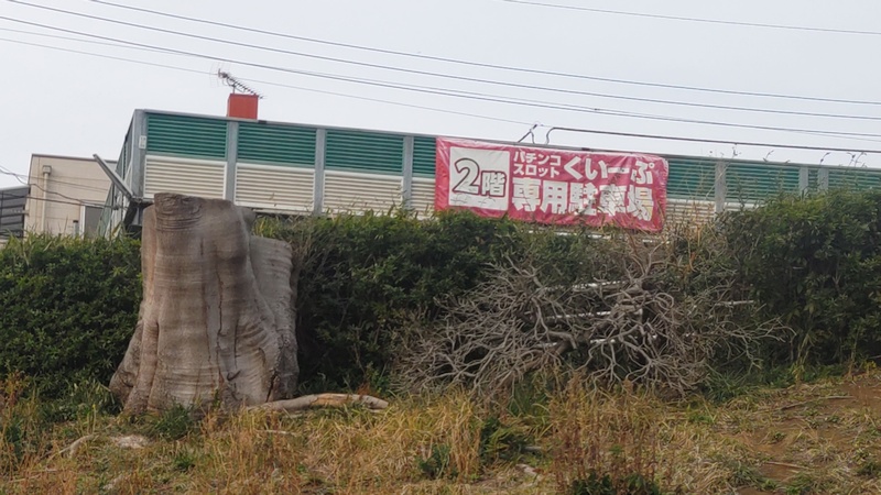 ケヤキの切株 横浜市旭区鶴ヶ峰鶴ヶ峰公園