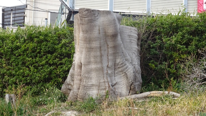 ケヤキの切株 横浜市旭区鶴ヶ峰鶴ヶ峰公園
