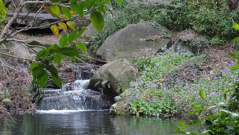 オオアラセイトウの花 横浜市旭区帷子川親水緑道