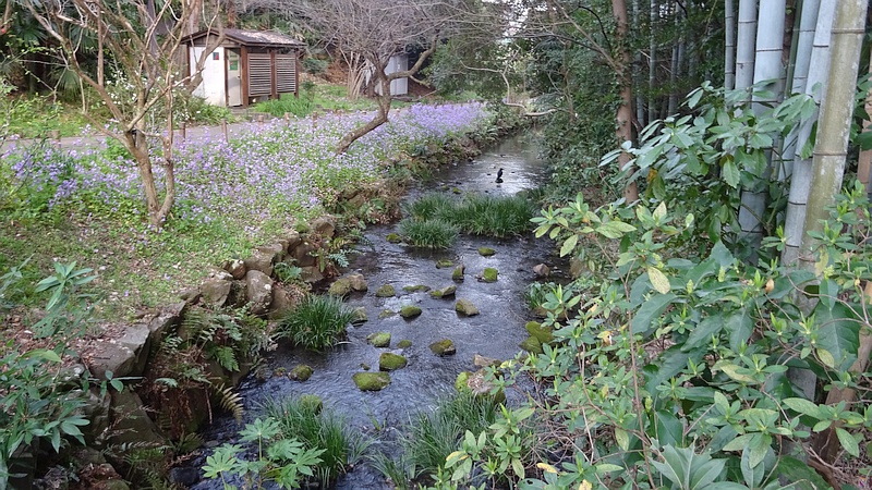 オオアラセイトウの花 横浜市旭区帷子川親水緑道