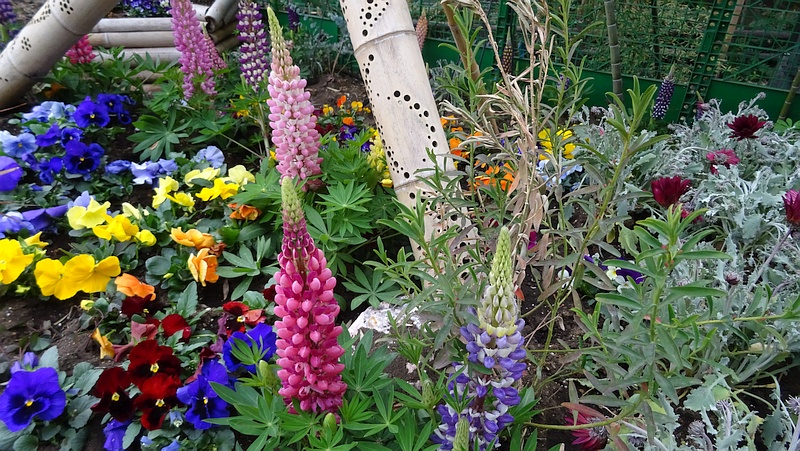 ハウチワマメの花 横浜市旭区帷子川親水緑道