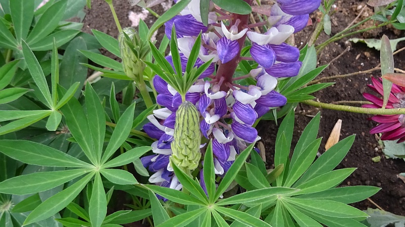 ハウチワマメの花 横浜市旭区帷子川親水緑道