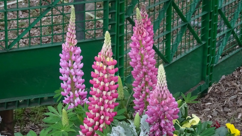 ハウチワマメの花 横浜市旭区帷子川親水緑道