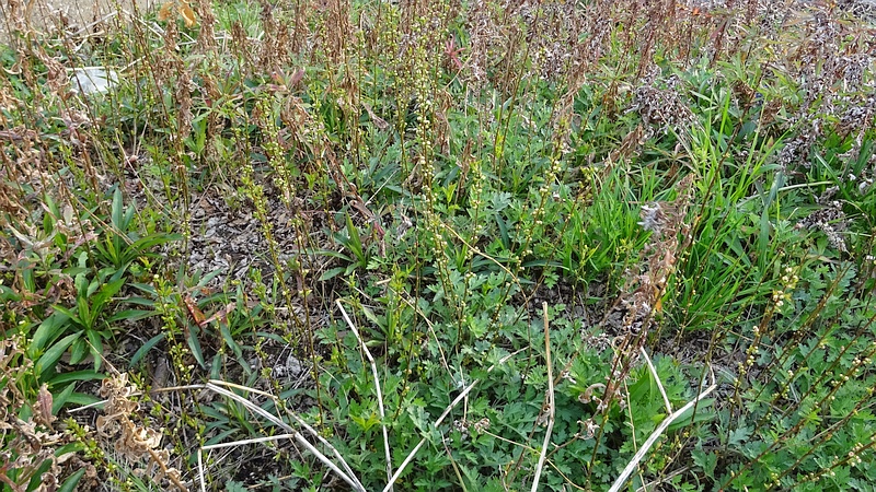 ニワザクラの蕾 横浜市旭区今川町