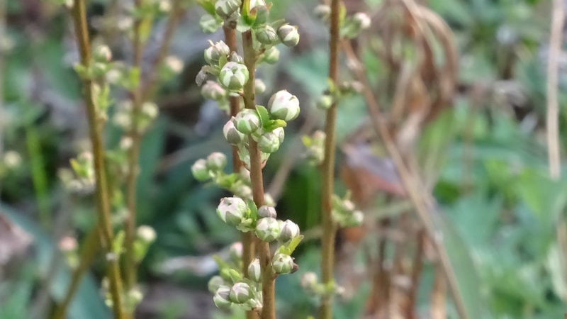 ニワザクラの蕾 横浜市旭区今川町