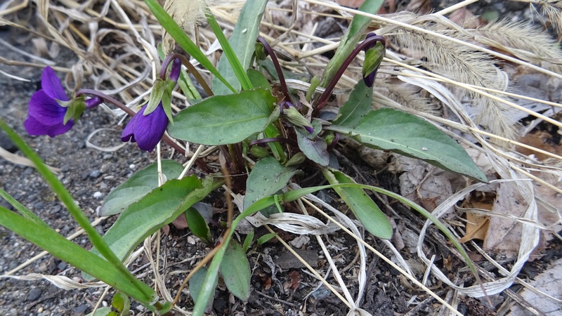 スミレの花 横浜市旭区今宿東町
