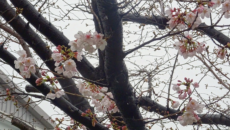 ソメイヨシノの花 川崎市幸区創造のもり