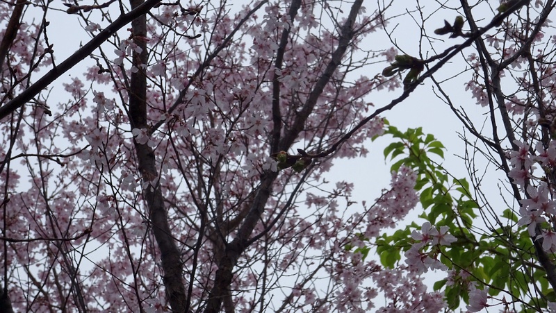 コヒガンザクラの花 川崎市幸区さいわいふるさと公園