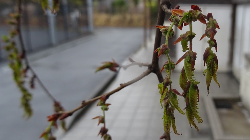 ケヤキの花 川崎市幸区さいわいふるさと公園