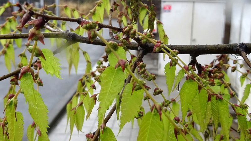 ケヤキの花 川崎市幸区さいわいふるさと公園