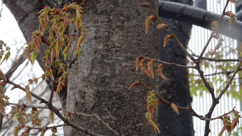 アカシデの花 川崎市幸区さいわいふるさと公園