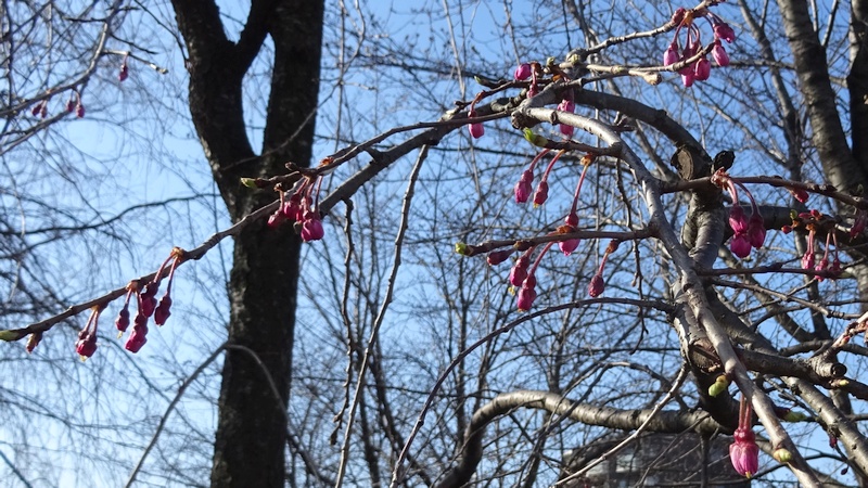 ヤエベニシダレの蕾 川崎市幸区創造のもり