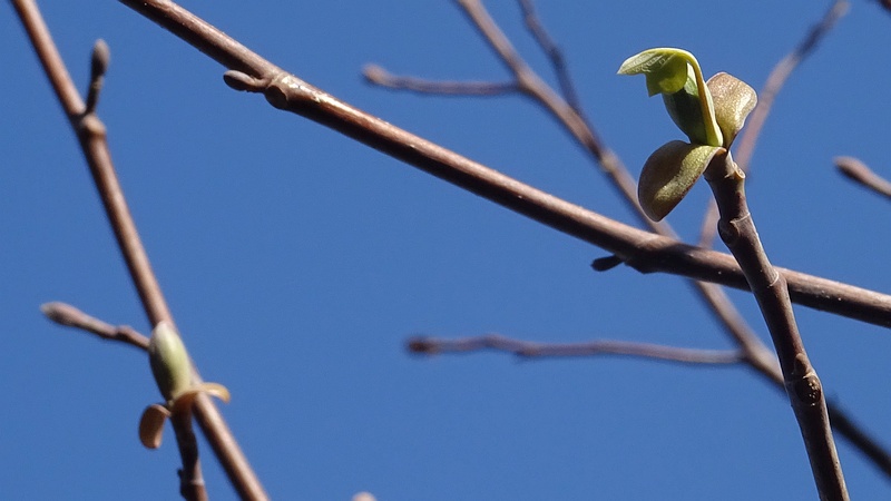 ユリノキの芽吹き 川崎市幸区創造のもり