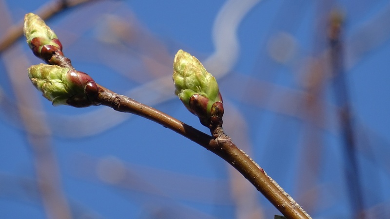 モミジバフウの芽吹き 川崎市幸区創造のもり