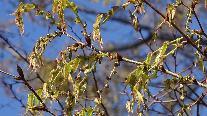 ケヤキの花 川崎市幸区さいわいふるさと公園