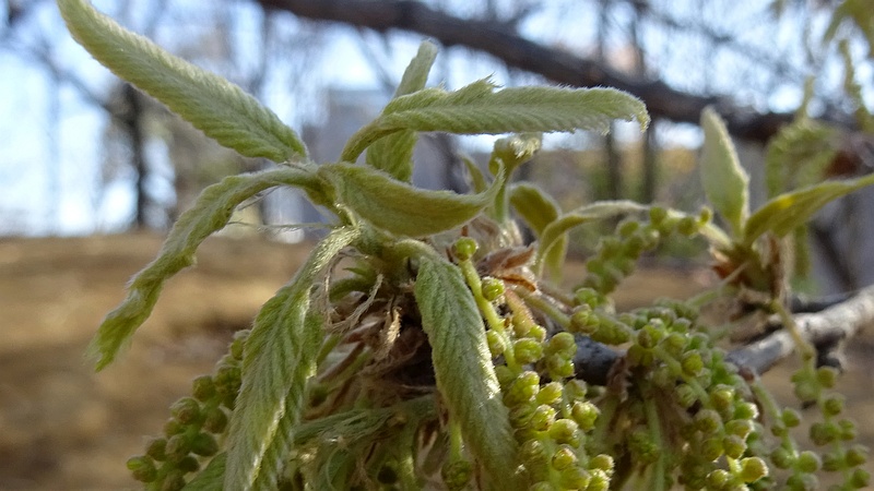 コナラの花 川崎市幸区さいわいふるさと公園