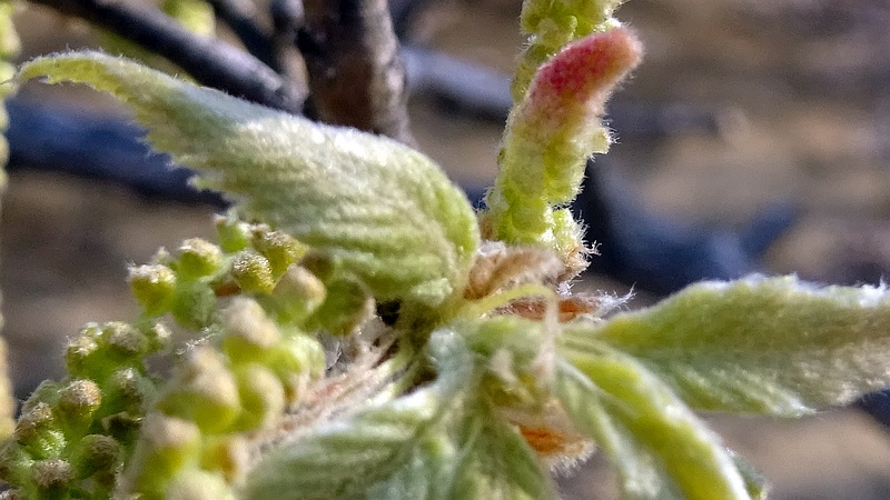 コナラの花 川崎市幸区さいわいふるさと公園