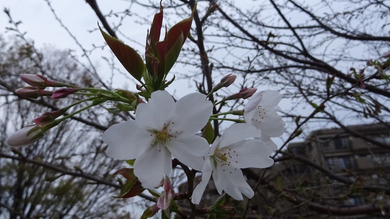 オオシマザクラの花 川崎市幸区創造のもり