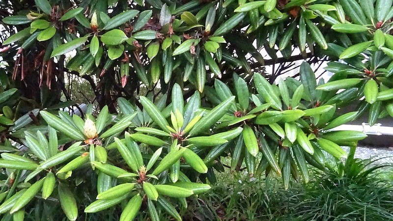 シャクナゲの花芽 横浜市旭区今宿南町