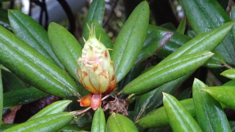 シャクナゲの花芽 横浜市旭区今宿南町