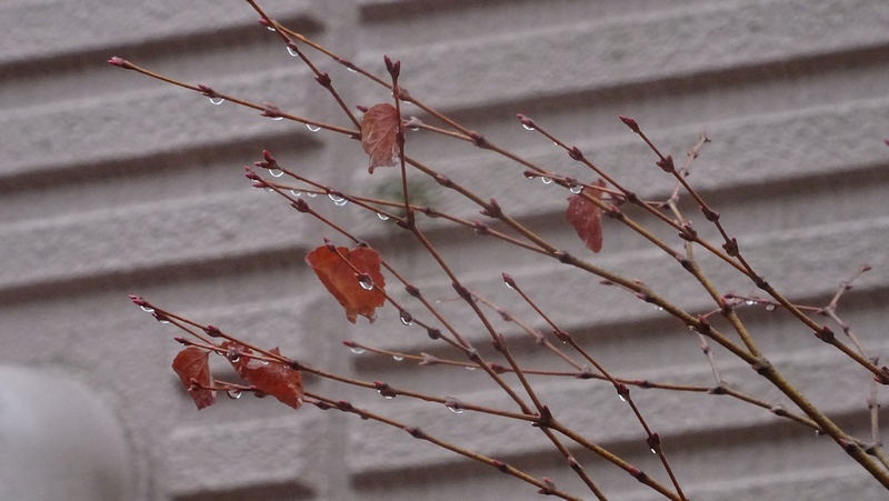 カツラの冬芽 川崎市幸区創造のもり