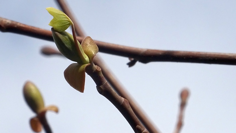 ユリノキの芽吹き 川崎市幸区創造のもり