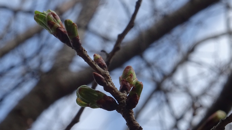 ウコンザクラの蕾 川崎市幸区さいわいふるさと公園