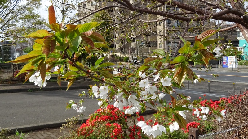 オオシマザクラの花 川崎市幸区さいわいふるさと公園