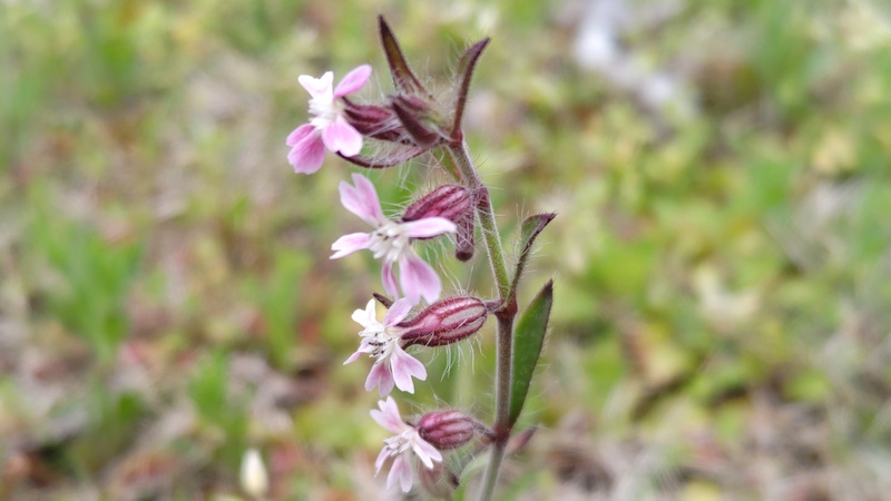 マンテマの花 川崎市幸区