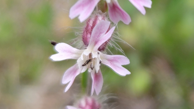 マンテマの花 川崎市幸区