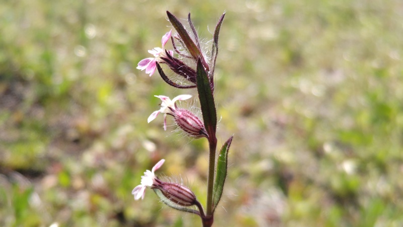 マンテマの花 川崎市幸区