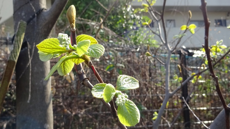 ハクウンボクの蕾 横浜市旭区今宿南町帷子川緑道