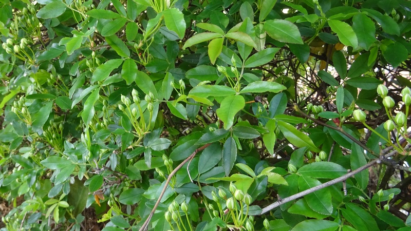 モッコウバラの蕾 横浜市旭区今宿南町