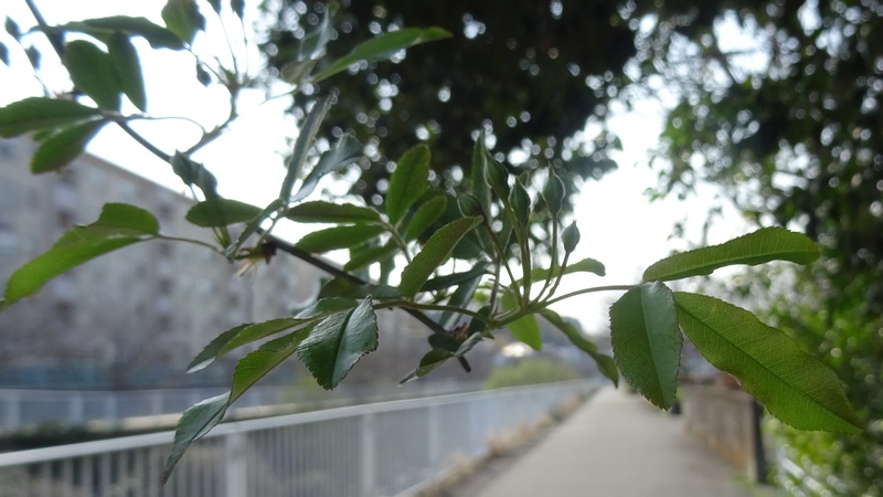 モッコウバラの蕾 横浜市旭区今宿南町