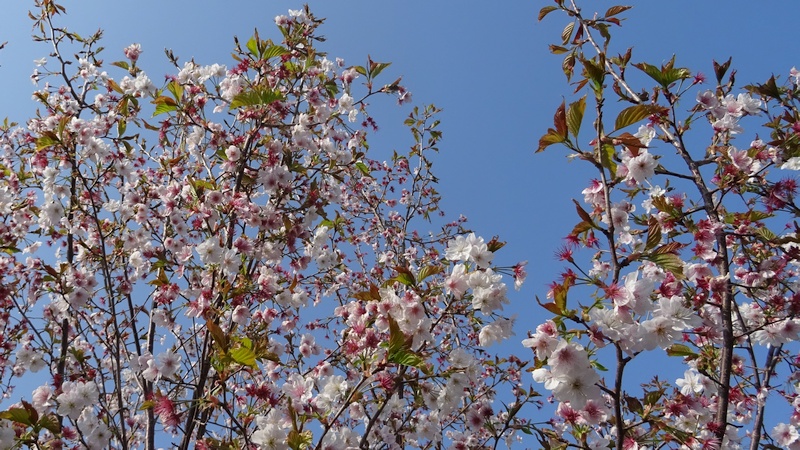 ヤマザクラの花 横浜市旭区今宿南町