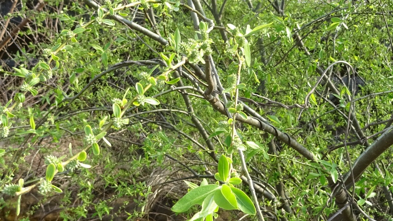 タチヤナギの雌花 横浜市旭区今宿南町