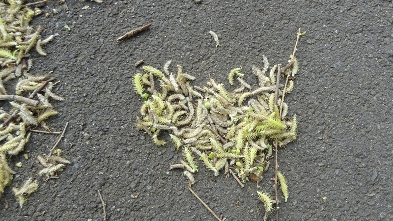 シダレヤナギの雄花 横浜市旭区今宿西町