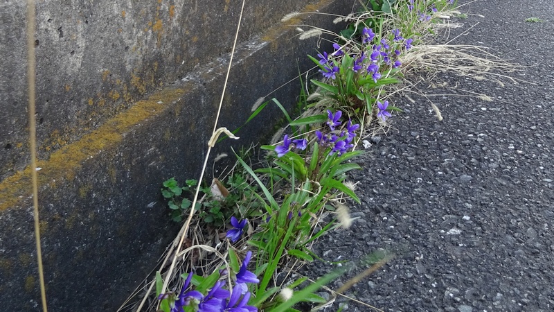 スミレの花 横浜市旭区下川井町