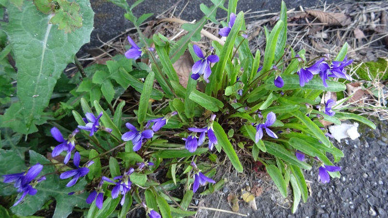 スミレの花 横浜市旭区下川井町