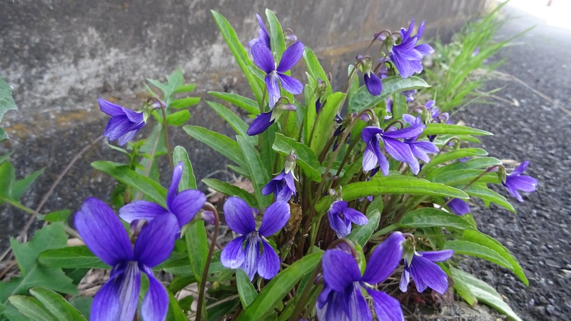 スミレの花 横浜市旭区下川井町