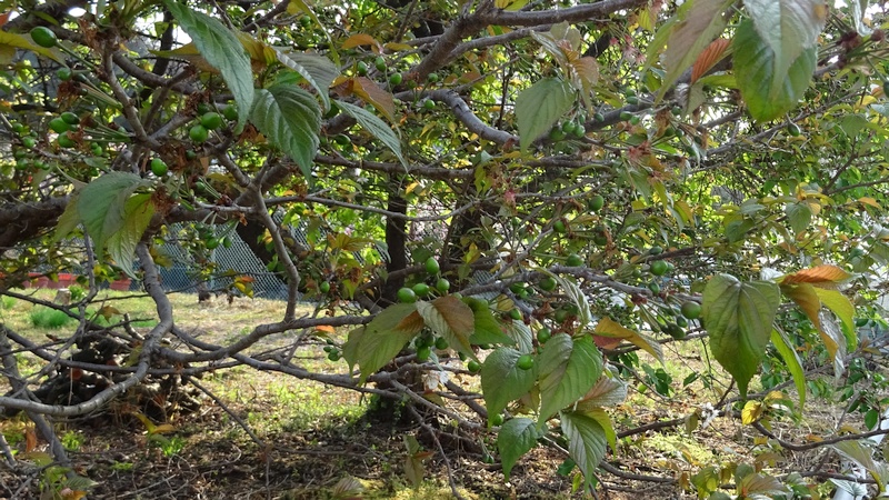 カラミザクラの若い果実 横浜市旭区下川井町